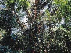 -莫里热带雨林景区