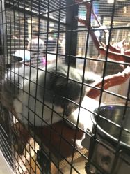 -酷嗒动物文化乐园(cutezoo西溪乐天城店)