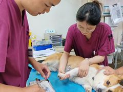 -美联众合动物医院·24h转诊中心