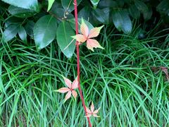 -杭州半山国家森林公园