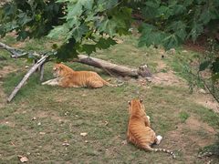 -西霞口神雕山野生动物世界
