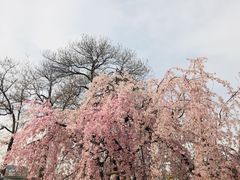 -西安青龙寺遗址景区
