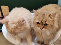 -安格丽娜·狗咖·猫咖羊驼咖(春熙路百盛商场店)