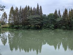 -桤木河湿地公园