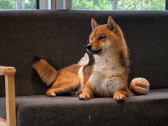 -南京Hallo宠物乐园·哈罗犬舍·柴犬繁育基地