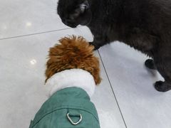 -中农大我爱我爱动物医院·核磁CT·猫病·24小时夜诊中心(石佛营店)