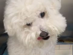 -伟伟宠物医院·CT影像中心·瑞派犬猫综合性门诊(汉口总院)
