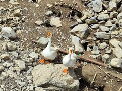 -鹿院坪生态旅游景区