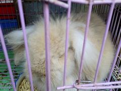 android_upload_pic-桂林市花鸟市场