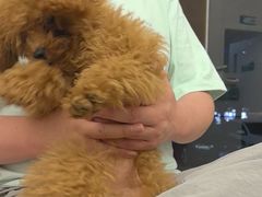 -瑞派康怡24h宠物医院·犬猫医疗中心·微创绝育(瑞景分院)