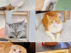 -喵园·猫主题咖啡厅·撸猫·猫咖(国贸店)
