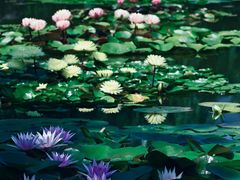 -国家植物园南园