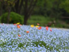 -上海滨江森林公园