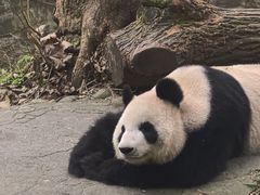 -都江堰中华大熊猫苑