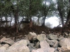 -宝安西湾红树林湿地公园