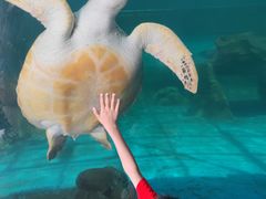 -广东惠东海龟国家级自然保护区