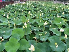 -莲花池公园