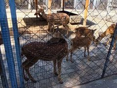 -长白岛森林公园