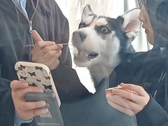 -共舞时光猫咖·狗咖(新街口店)