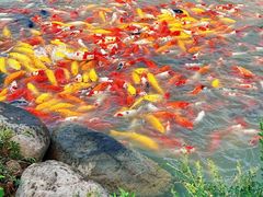 -池杉湖湿地公园