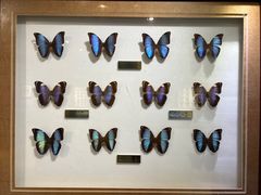 -上海昆虫博物馆