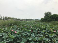 -羊亭河湿地公园