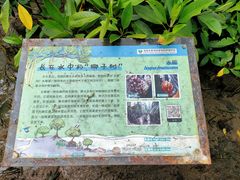 -东寨港红树林旅游区