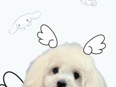 -Oh My Dog宠物沙龙(伊珊娜皮毛护理店)