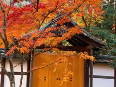 -西芳寺(苔寺)