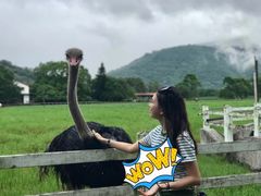 -瑞穗牧场
