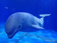 -多彩贵州城极地海洋世界