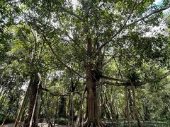 -中国科学院西双版纳热带植物园