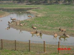 CIMG0409-北京麋鹿生态实验中心
