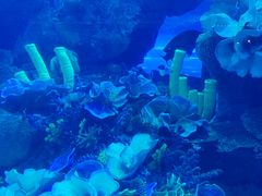 -迪拜水族馆及水下动物园