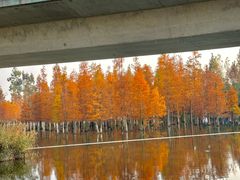 -白鹭湾湿地公园