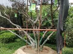 景点-紫荆山公园