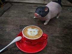 -猪圈咖啡