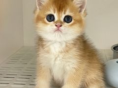 -lincat·猫舍(广州店)