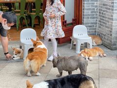 -柯斗斗主题餐厅·狗咖·围炉煮茶·茶饮(国瑞升平里店)