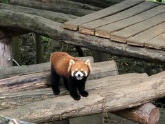 -都江堰中华大熊猫苑