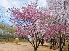 -仁和公园(顺义区)