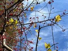 -元大都城垣遗址公园