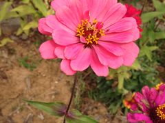 -武汉紫薇都市田园