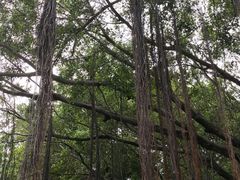 -九龙寨城公园