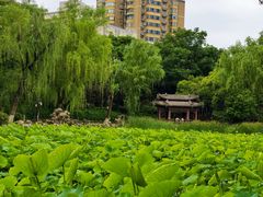 -莲湖公园