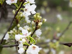 -上海辰山植物园