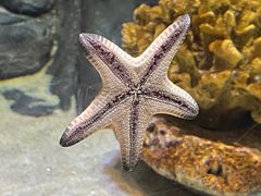 -上海海洋水族馆