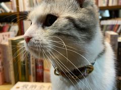 -合肥滨湖国家森林公园