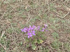 -敕勒川草原文化旅游区