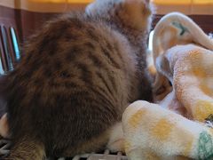 -瑞派康怡24h宠物医院·犬猫医疗中心·微创绝育(瑞景分院)